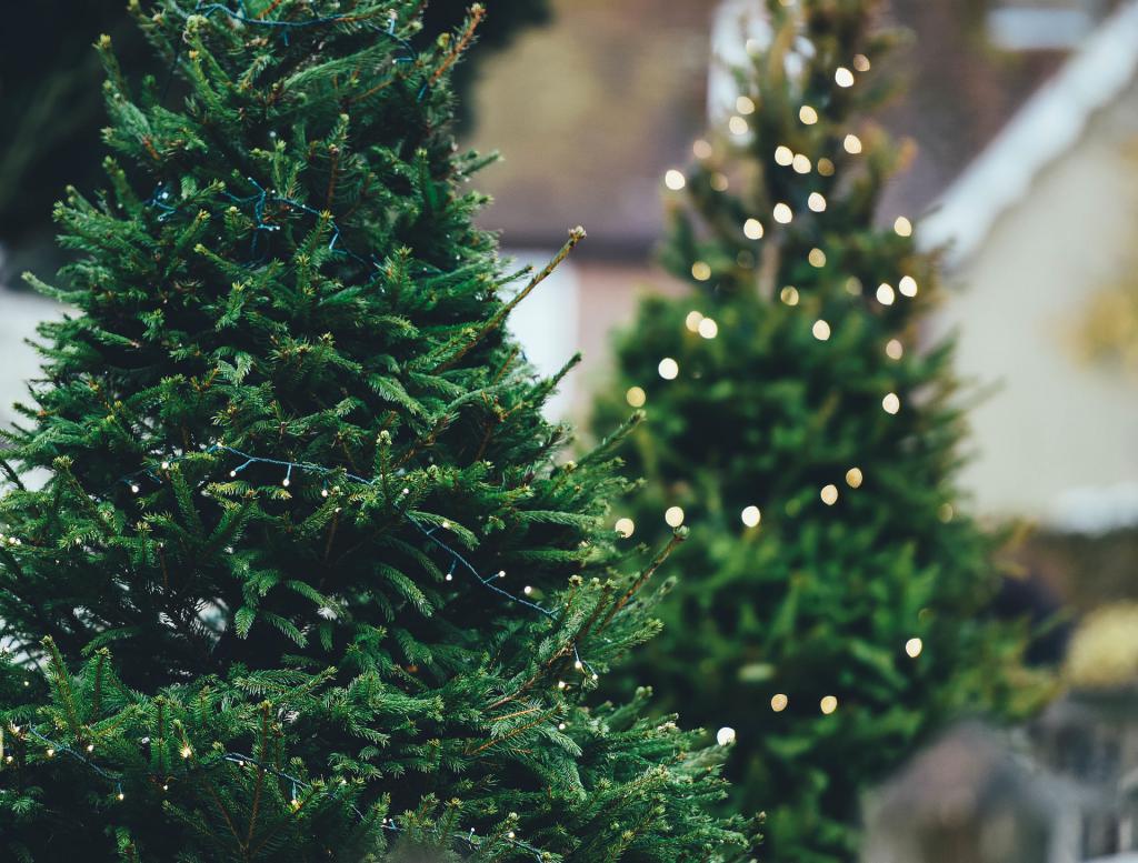 deux sapins de Noël qui brillent de mille feux