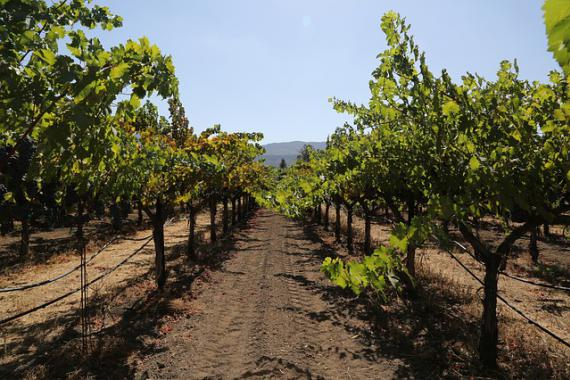 Vignoble