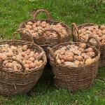 Paniers de pommes de terre